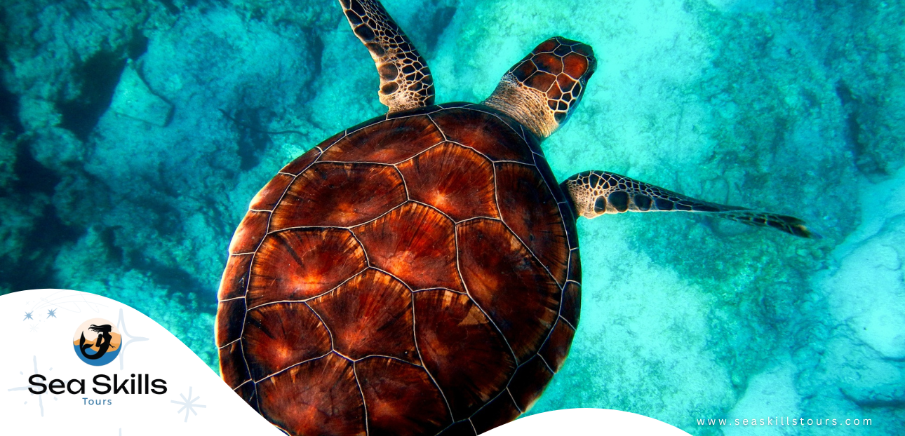 Exploring the Underwater Wonders: Scuba Diving Excursions and Snorkeling Day Trips in Hurghada with Sea Skills