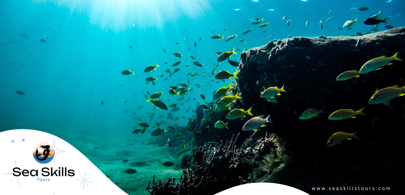 Red Sea Diving Courses and Certifications in Hurghada with Sea Skills